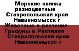 Морские свинки разноцветные  - Ставропольский край, Невинномысск г. Животные и растения » Грызуны и Рептилии   . Ставропольский край,Невинномысск г.